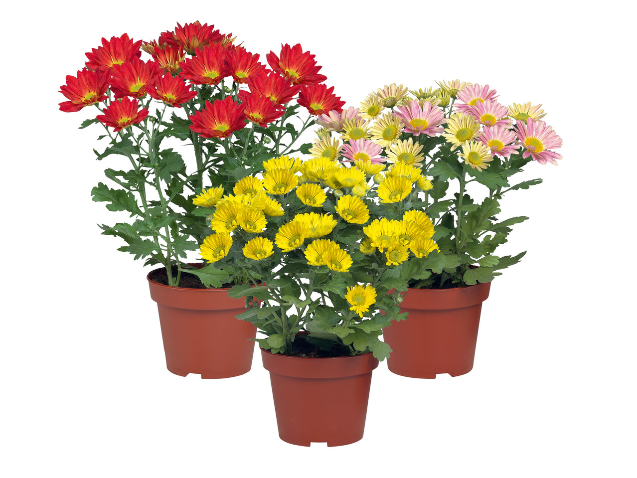 KRYSANTEMUM
