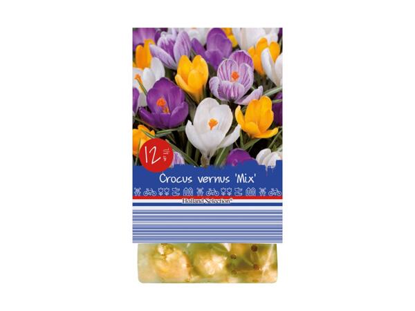 Forårsblomsterløg