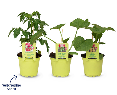 Bio-Fruchtgemüse