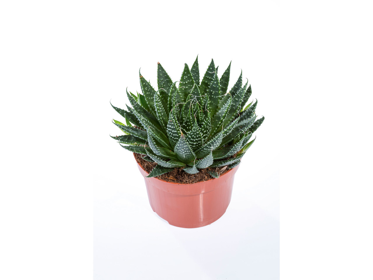 Vetplantenmix
