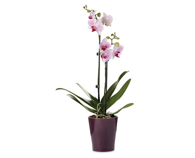 Double Stem Orchid