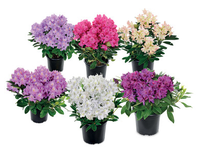 Rhododendron