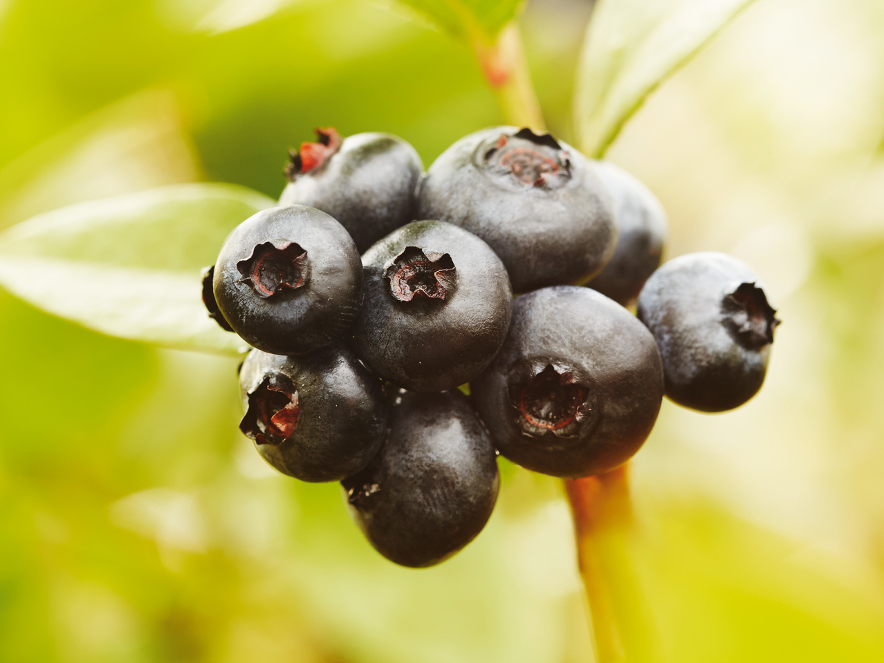 Blaubeere (Vaccinium corymbosum)