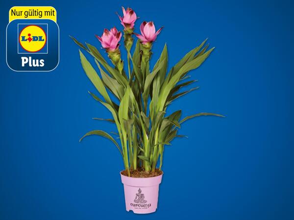 Curcuma