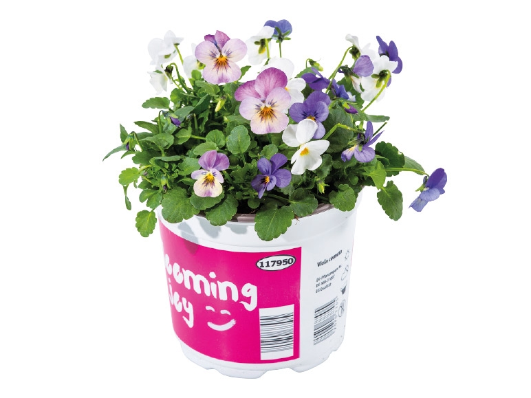 Violas
