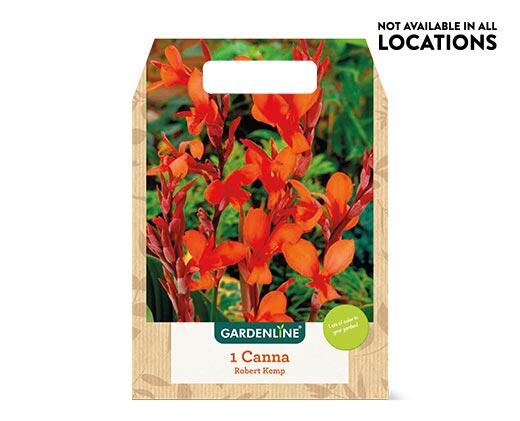 Gardenline Spring Bulbs Assorted Varieties