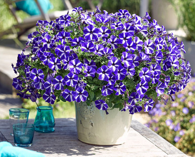Pelargonie, Petunie