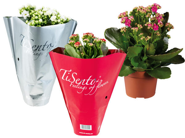 Kalanchoe Christmas