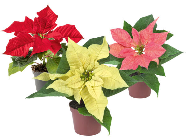 Mini-Weihnachtsstern