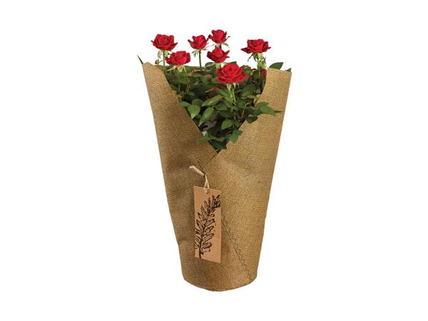 Potted Rose in Sleeve