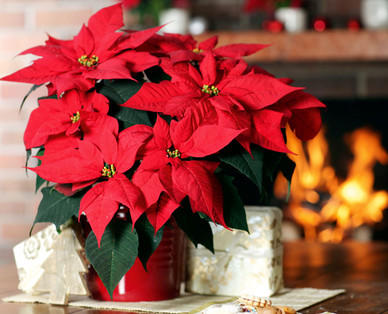 Weihnachtsstern