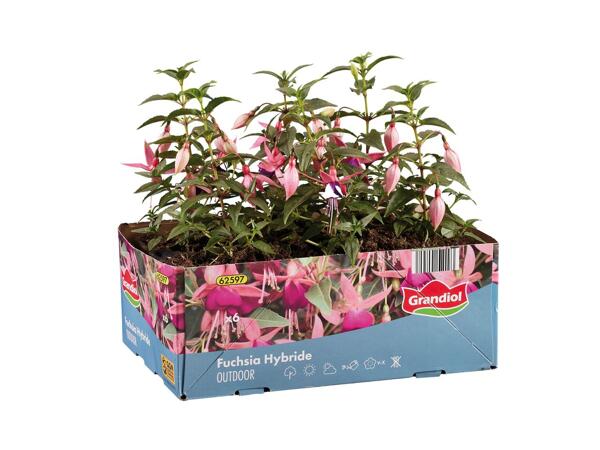 Fuchsia