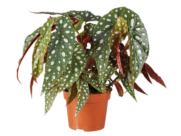 Begonia „Silverspot"