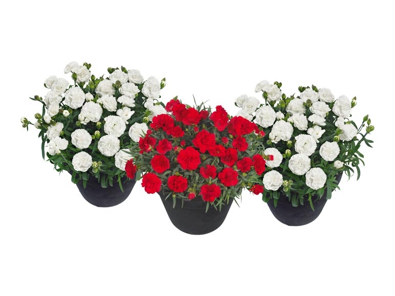 Dianthus adorables (dès 11.8.)