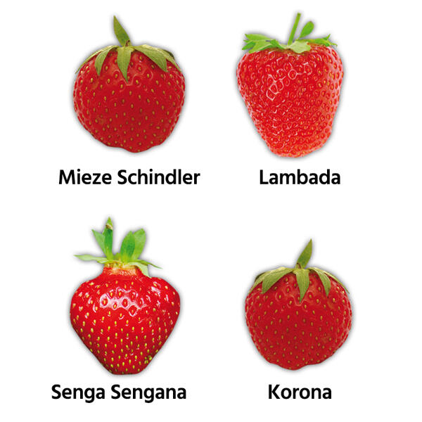 Erdbeerpflanzen
