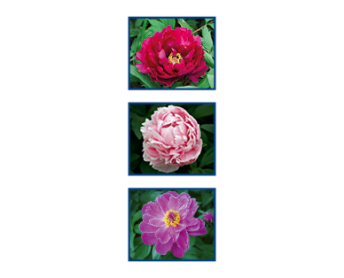 Pivoines