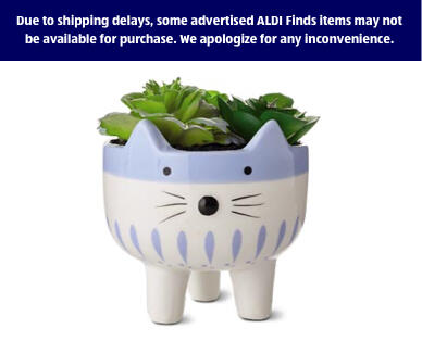 Huntington Home 
 Mini Decorative Succulents