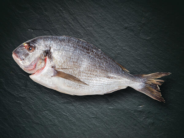 Dorade bio