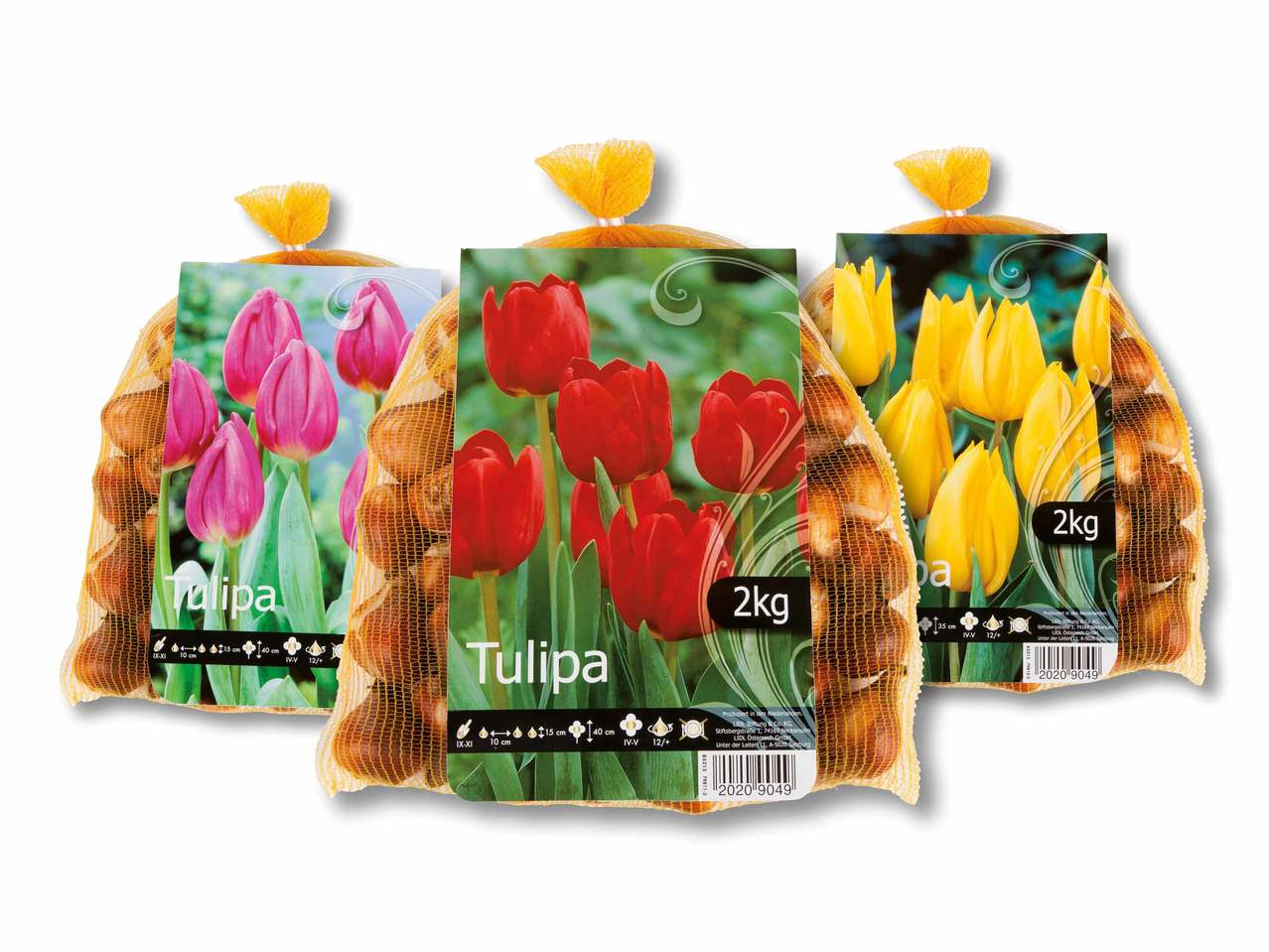 Bulbi di tulipani