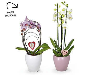 Orchidée exclusive