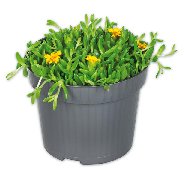 Mittagsblume
