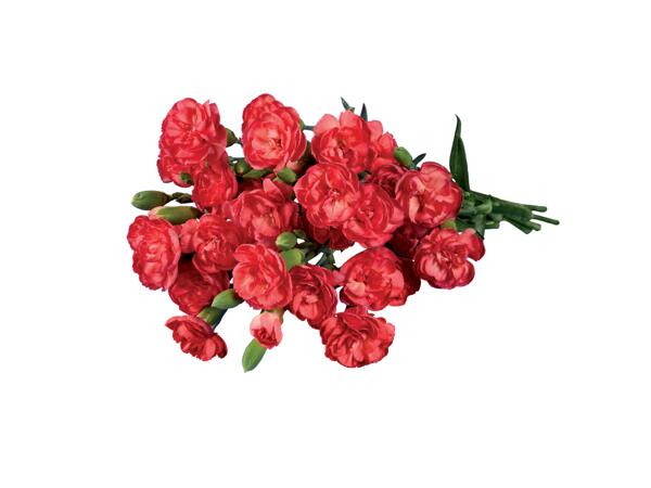 Bunch of Carnations