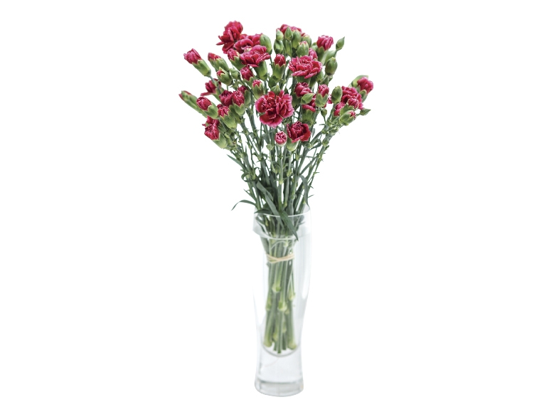 Spray Carnations