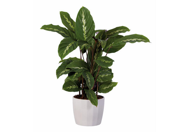 Calathea in Stone Ceramic