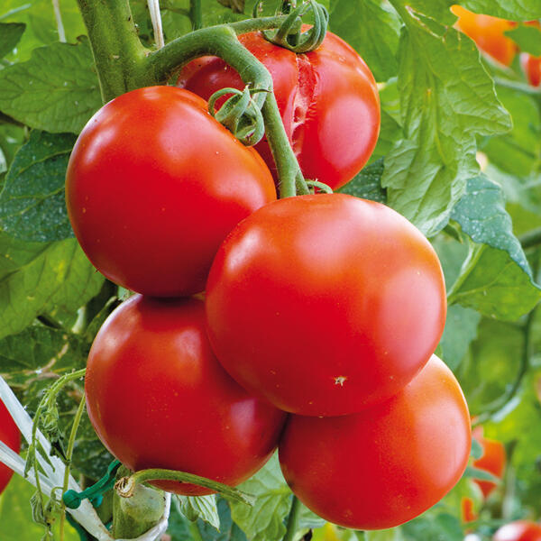 Krautfäule-Resistente Tomaten
