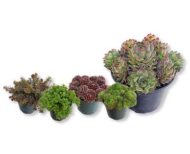 Sedum et joubarbe