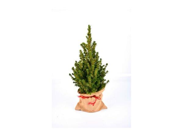 Christmas Tree in Hessian Sack