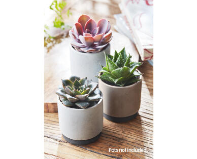 Succulents 65mm