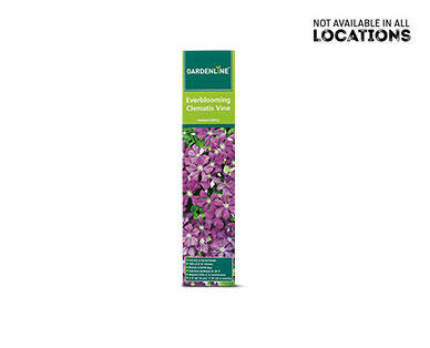 Gardenline Clematis Flowering Vine Assorted varieties