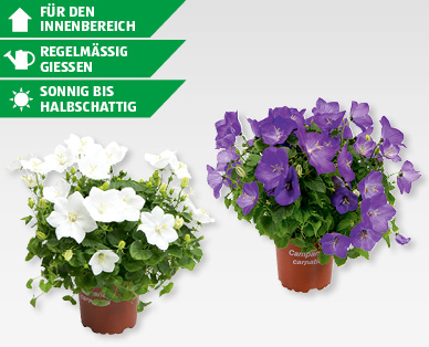 Campanula
