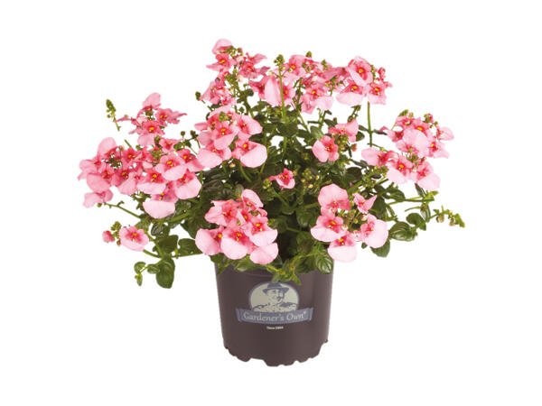 Tvillingeblomst