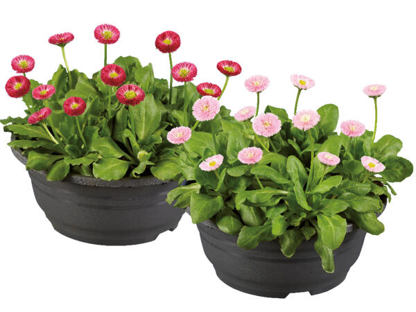 Bellis in Schale
