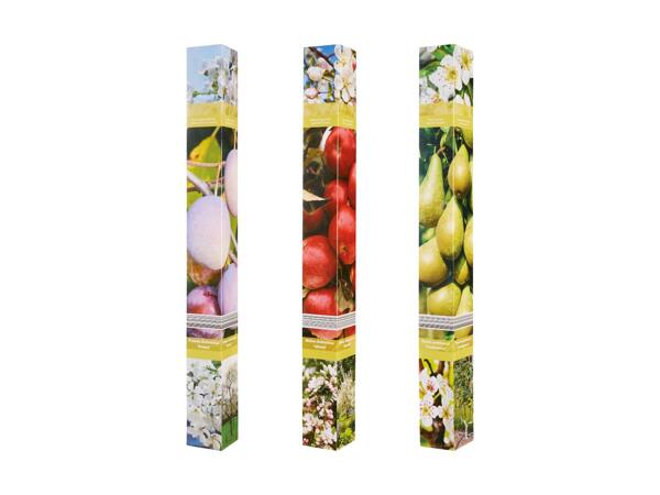 Frugttræ