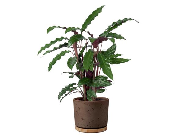 Calathea