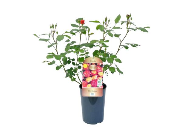 Exclusive Grown Rose