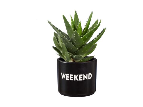 Succulent in Ceramic