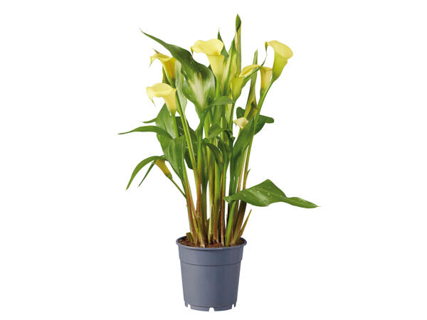 Calla