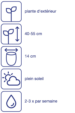 Plante de terrasse