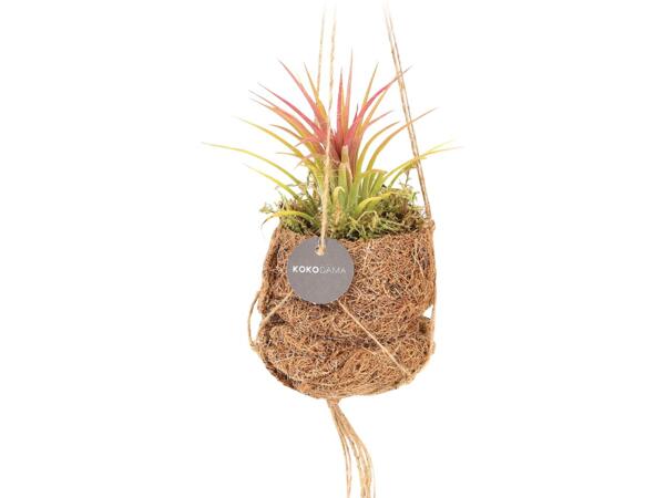Tillandsia