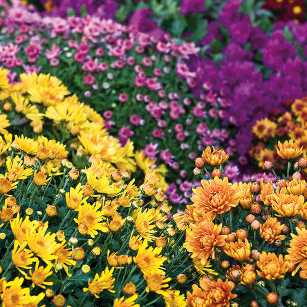 Chrysanthemen