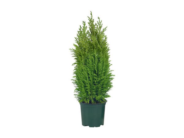 Conifer