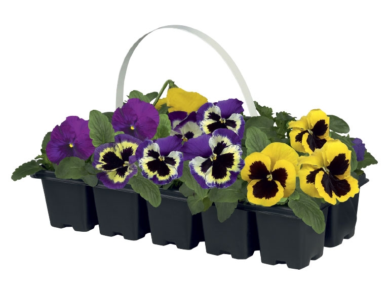 Pansies