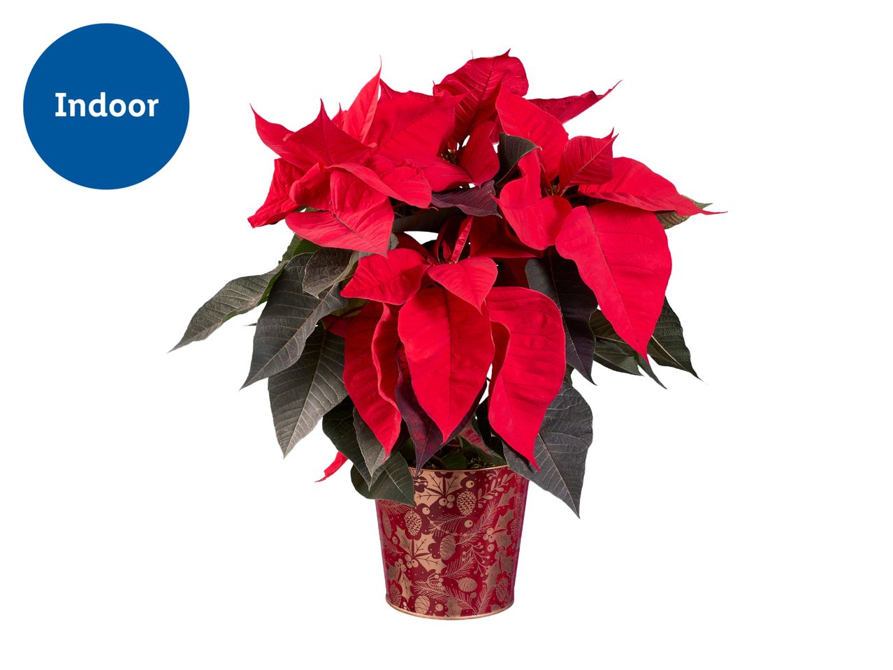 Gifting Poinsettia in Tin