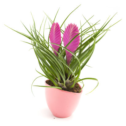 Bromelia