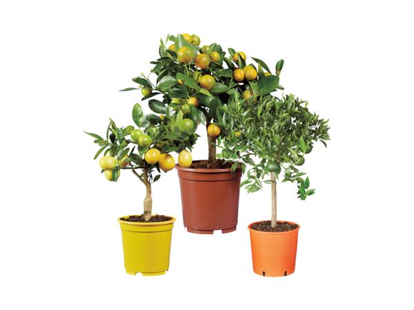 Citrusträd