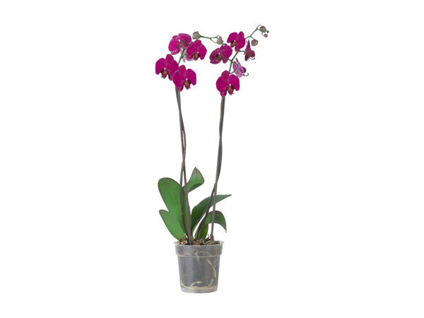 Phalaenopsis 2 stems